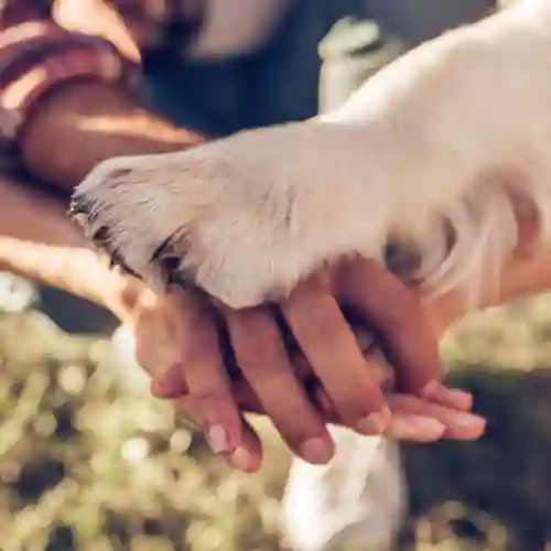 Händer och en hundtass som är sträckta mot varandra.