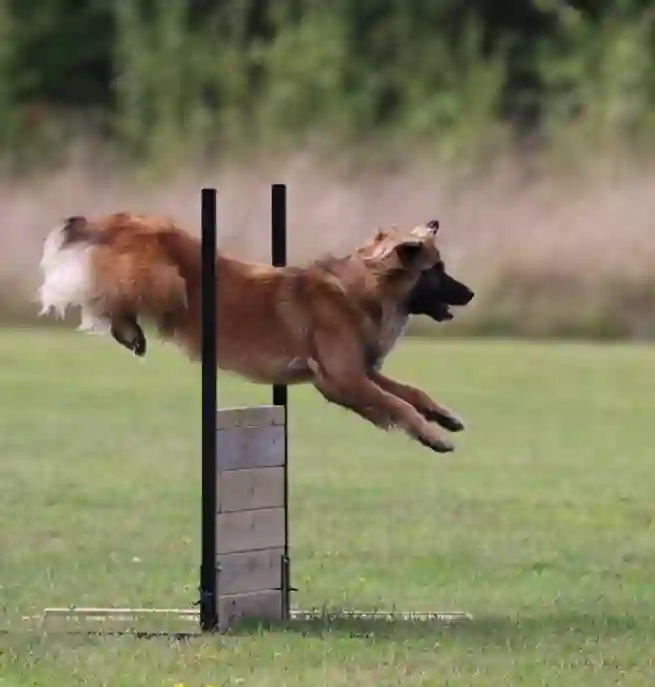 Hund som hoppar över brukshinder