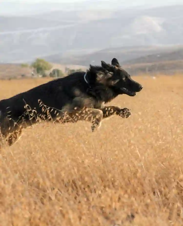 Bild som visar en hoppande tysk schäferhund på en höstäng.