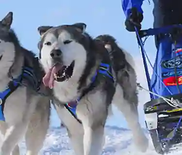 Hundar drar draghundspulka i snö