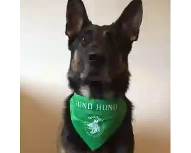 Grön Scarf Sundmedhund