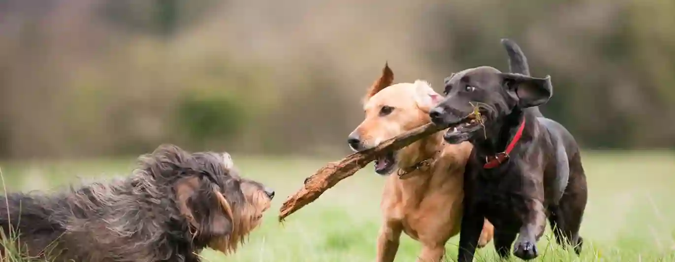 Tre hundar som leker med en pinne
