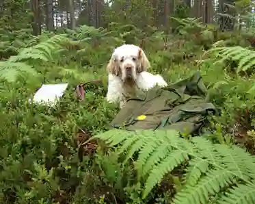 Hund som ligger i skogen bland ormbunkar
