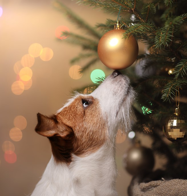 Jack russell terrier som nosar på en julgranskula som hänger i julgranen