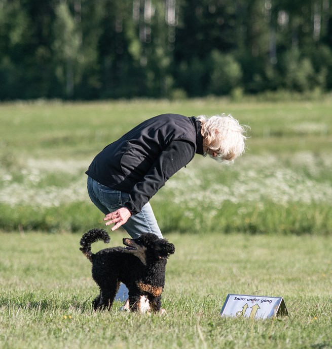 Mona Nordlander och hennes pudel kille Zebbe tränar Rallylydnad.