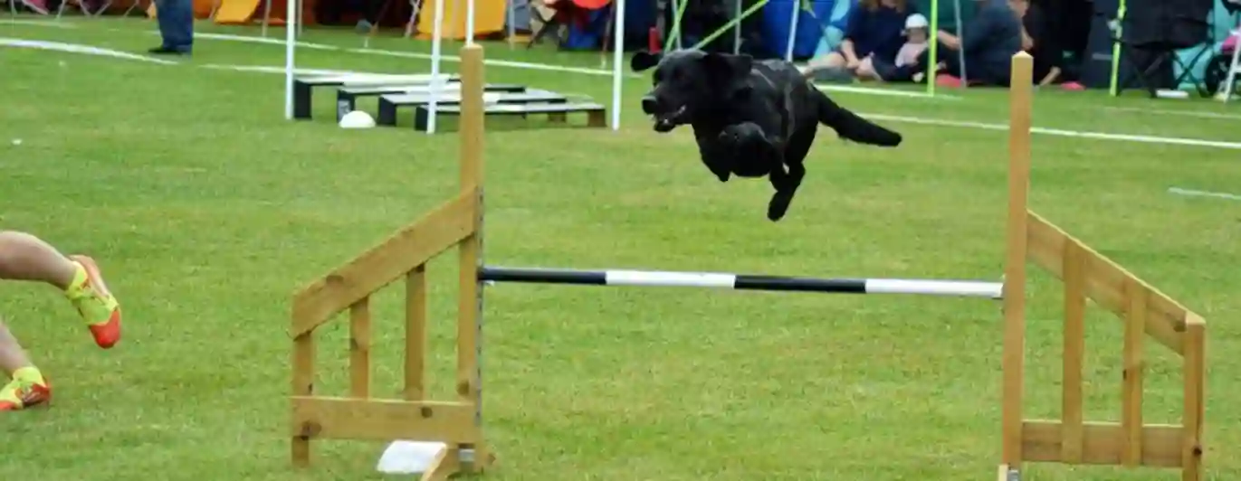 Jakt labrador hoppar över ett hinder på en agilitytävling.