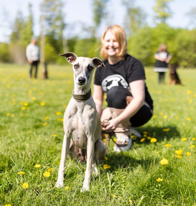 Whippet som tittar in i kameran. Matte sitter bakom, tittar på hunden och ler.