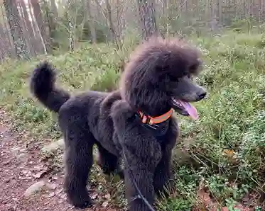 Hund i skogen