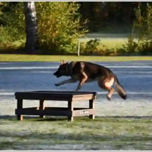 Hund hoppar på bord IPO-R