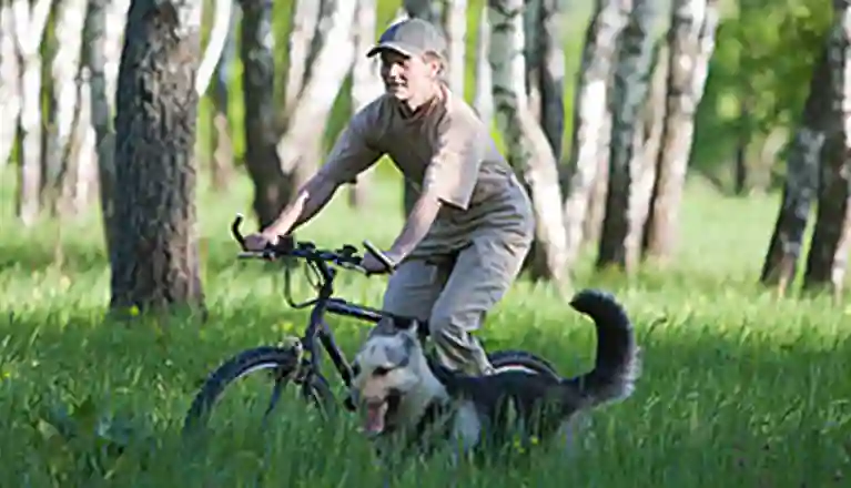 Cykling med hund i björkskog under ett uthållighetsprov (UHP)