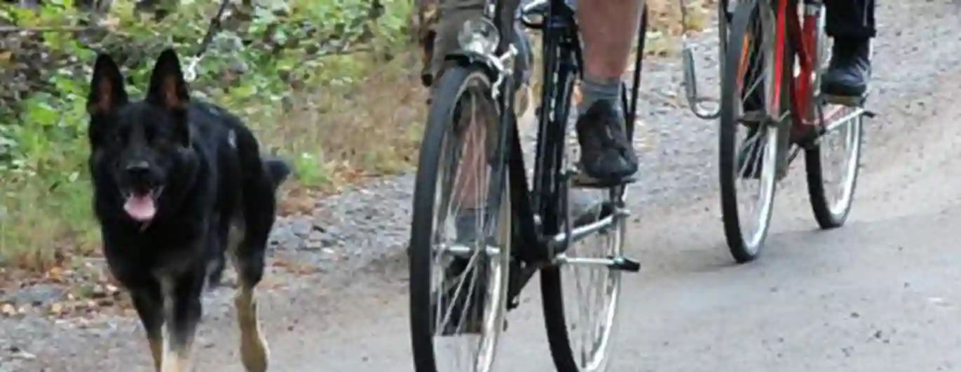 Schäfer springer bredvid cykel IAD (UHP)