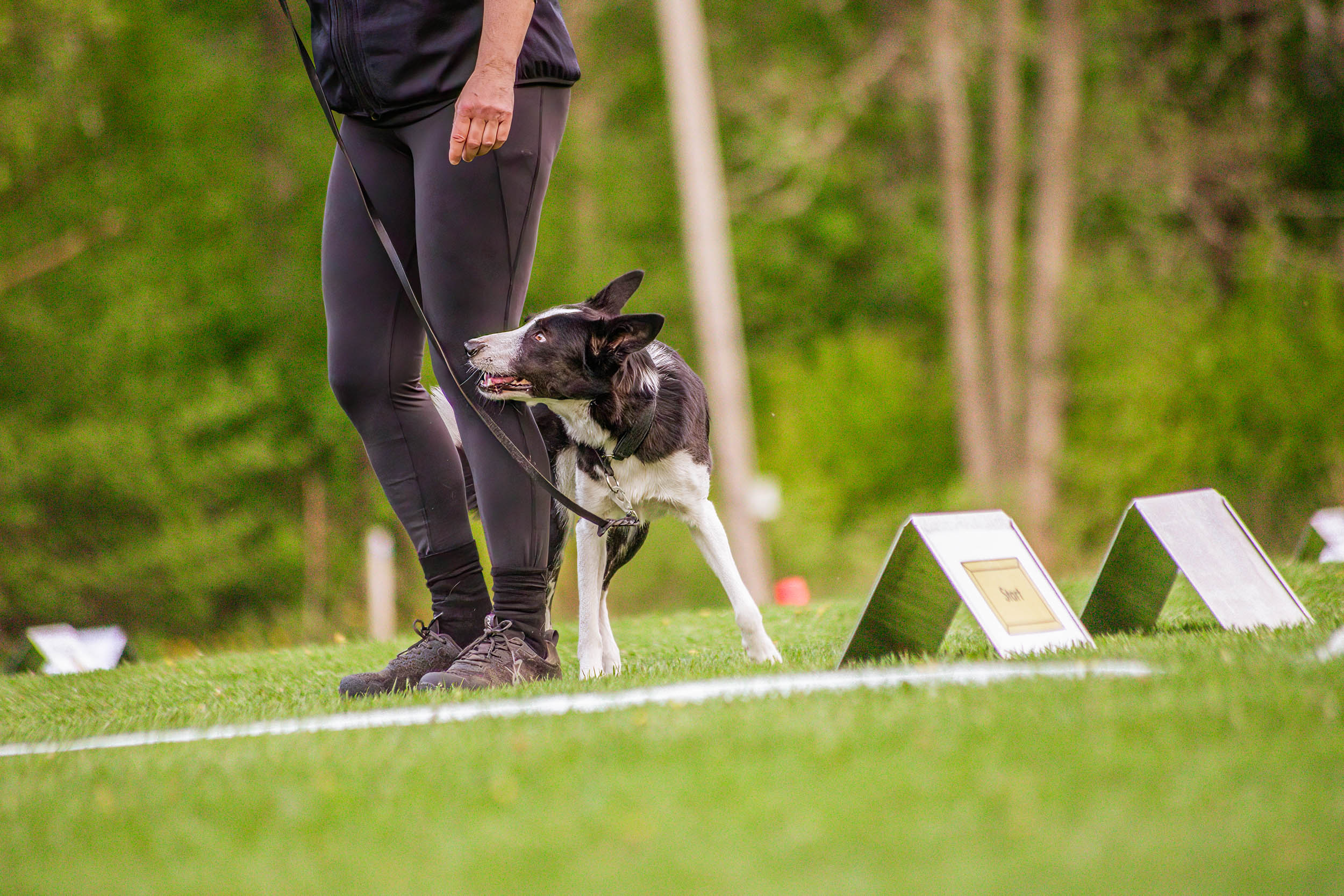 Hund går runt sin människa