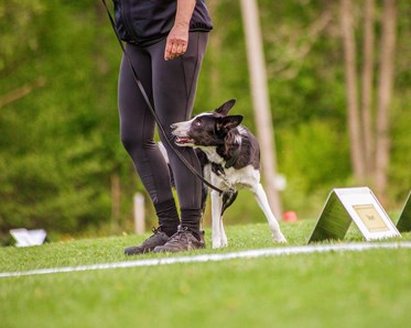 Hund går runt sin människa