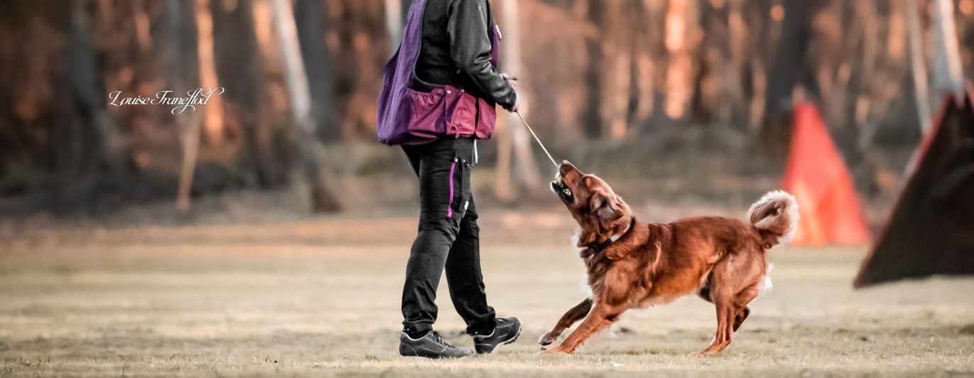 Förare och hund leker med leksak