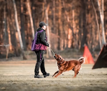 Förare och hund leker med leksak