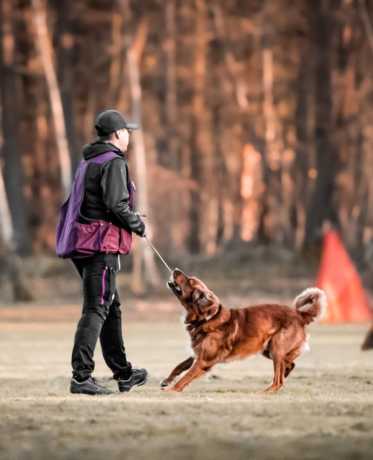 Förare och hund leker med leksak