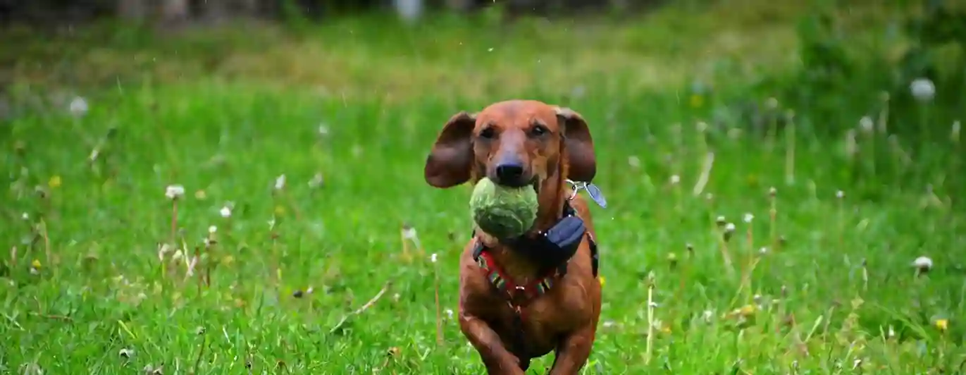 hund med tennisboll