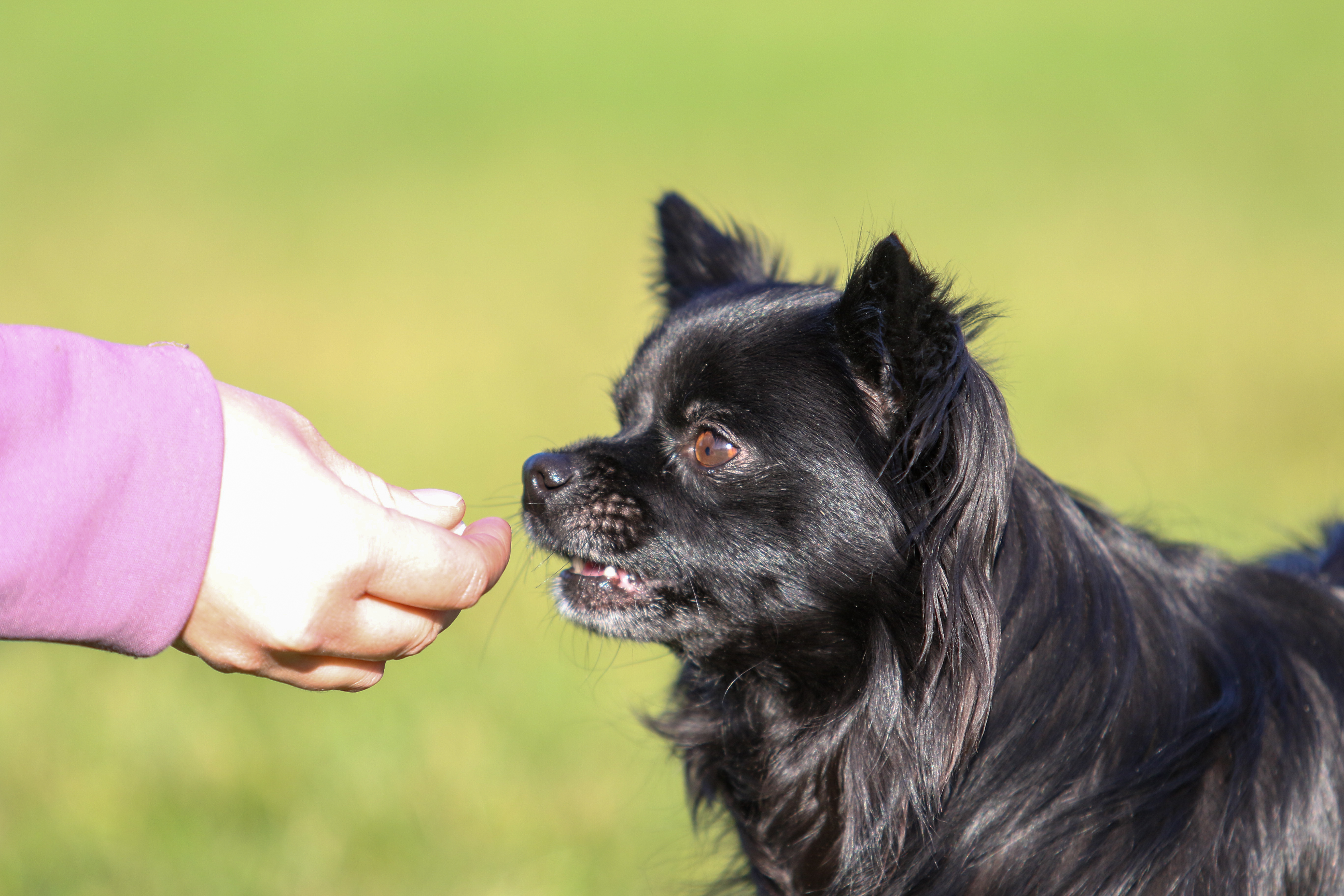 Svart chihuahua som äter en godbit ur handen på sin ägare.