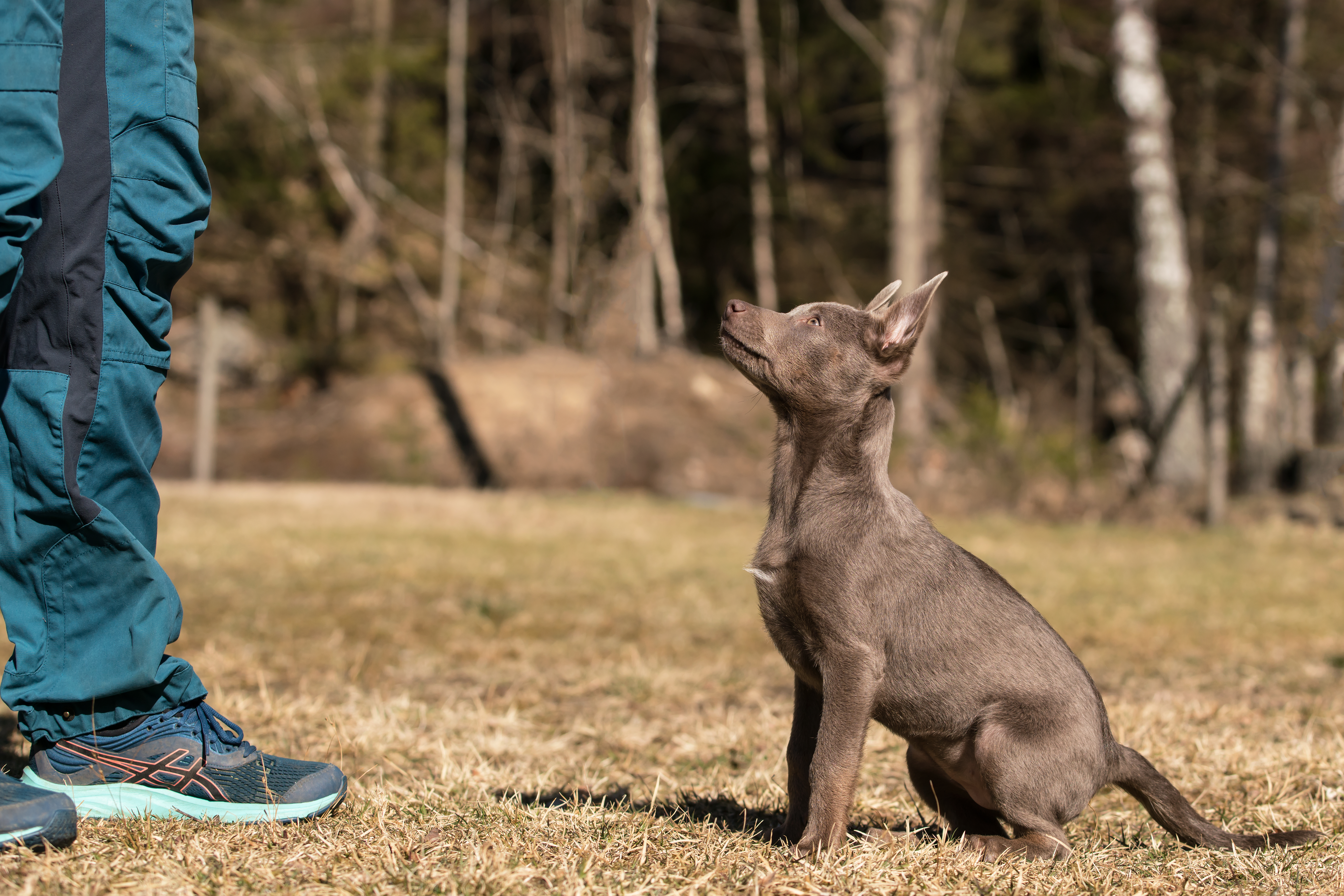 Den bruna Kelpievalpen Storma sitter fint och tittar upp på sin matte.