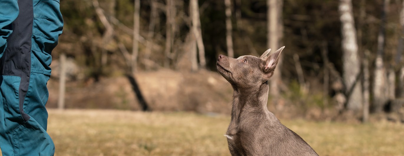Den bruna Kelpievalpen Storma sitter fint och tittar upp på sin matte.