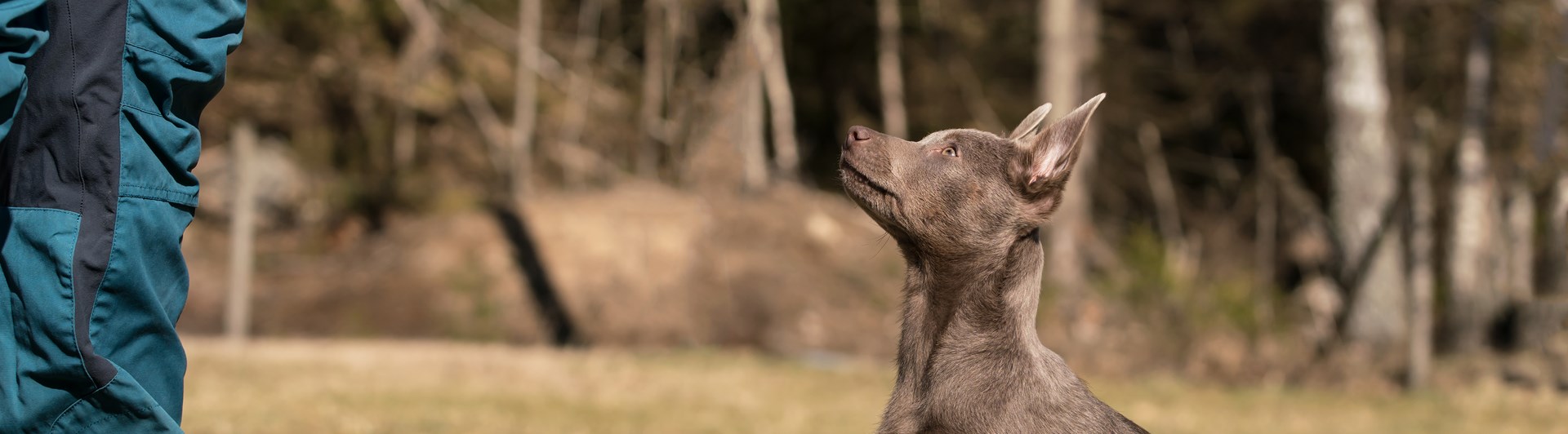 Den bruna Kelpievalpen Storma sitter fint och tittar upp på sin matte.