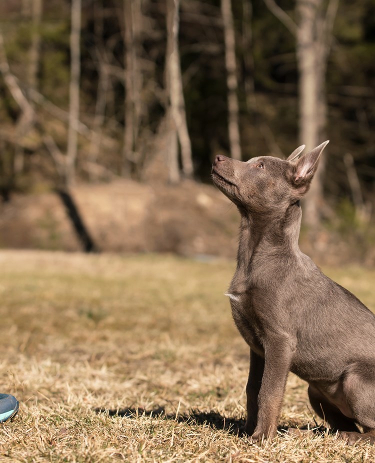 Den bruna Kelpievalpen Storma sitter fint och tittar upp på sin matte.