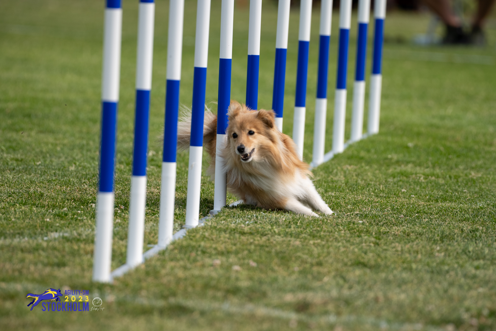 Turid slalom agillity med förare Kari Haponen