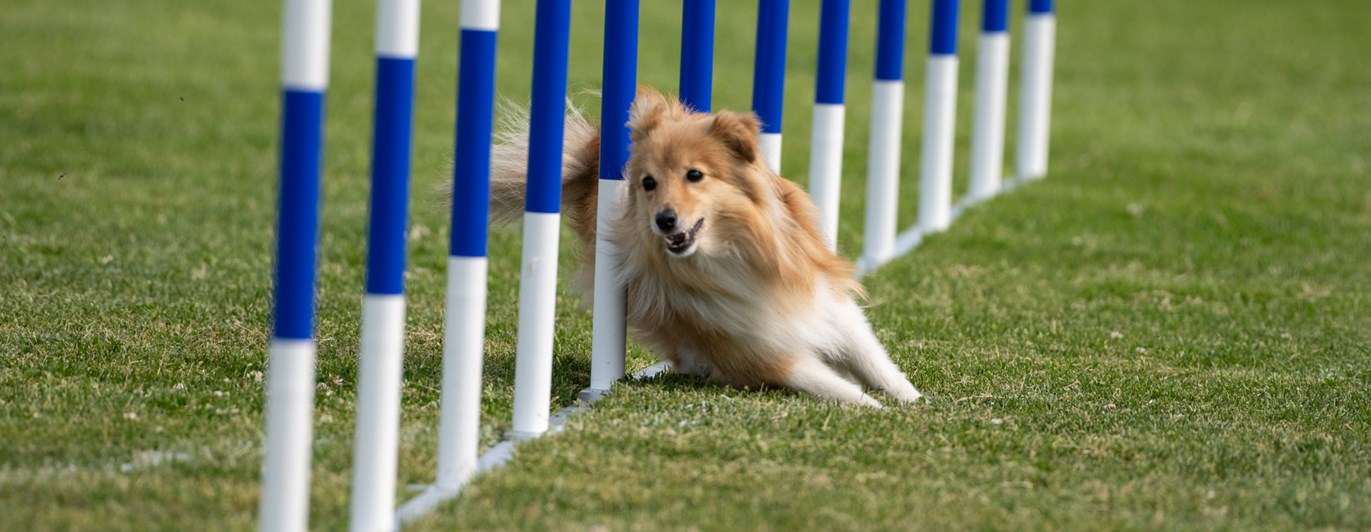 Turid slalom agillity med förare Kari Haponen