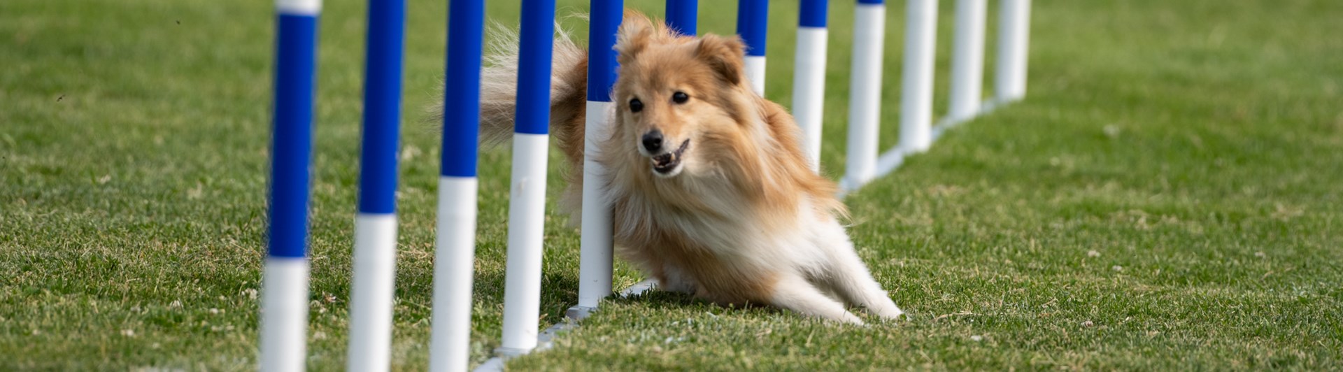 Turid slalom agillity med förare Kari Haponen
