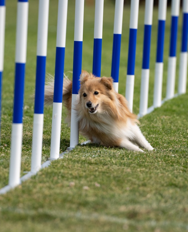 Turid slalom agillity med förare Kari Haponen