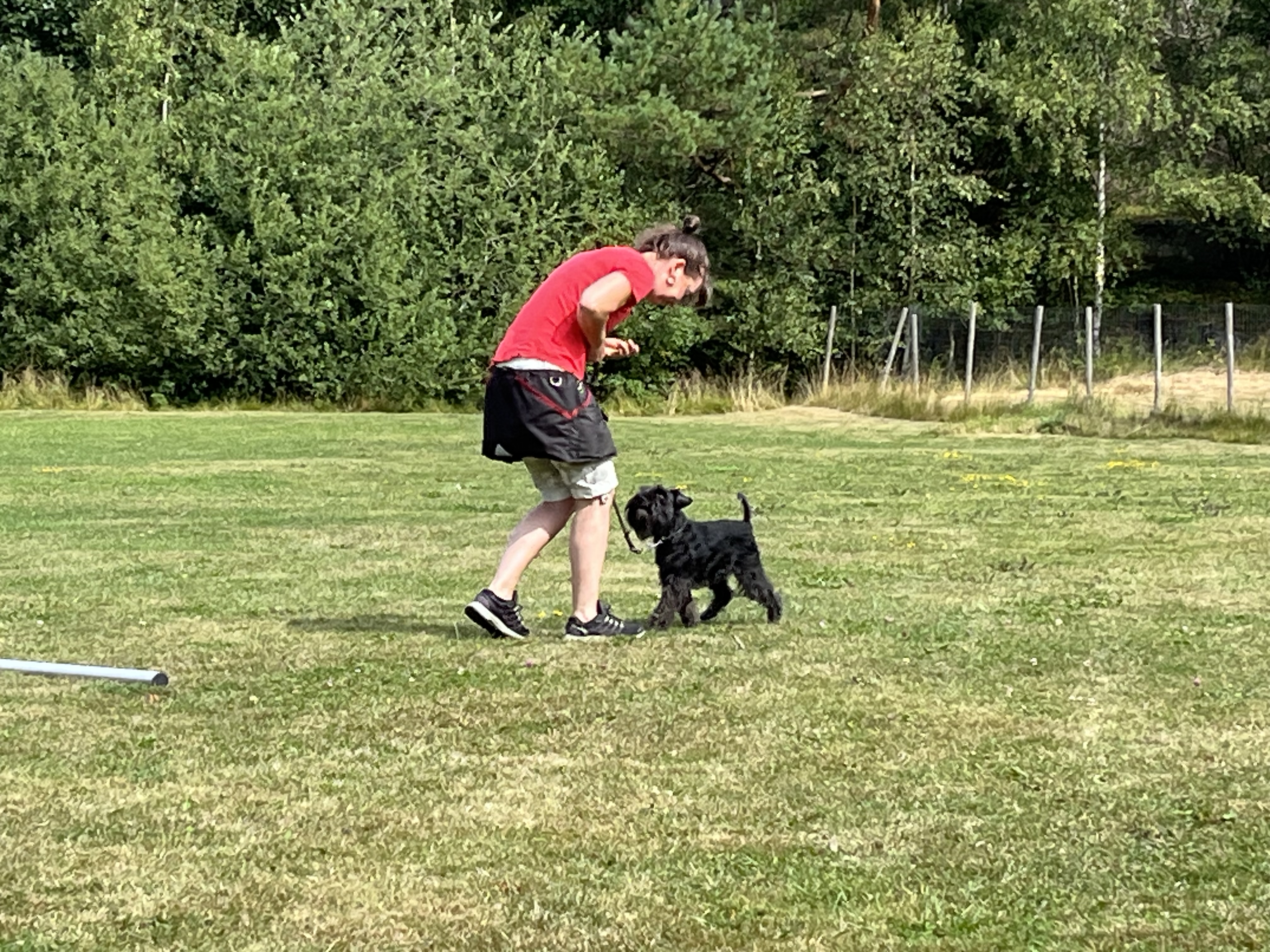 Lydnadsträning