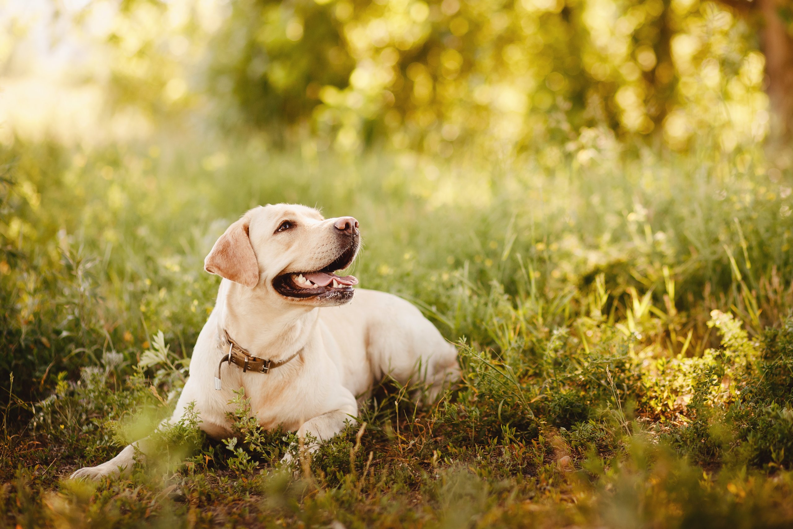 Labrador som ligger i gräset