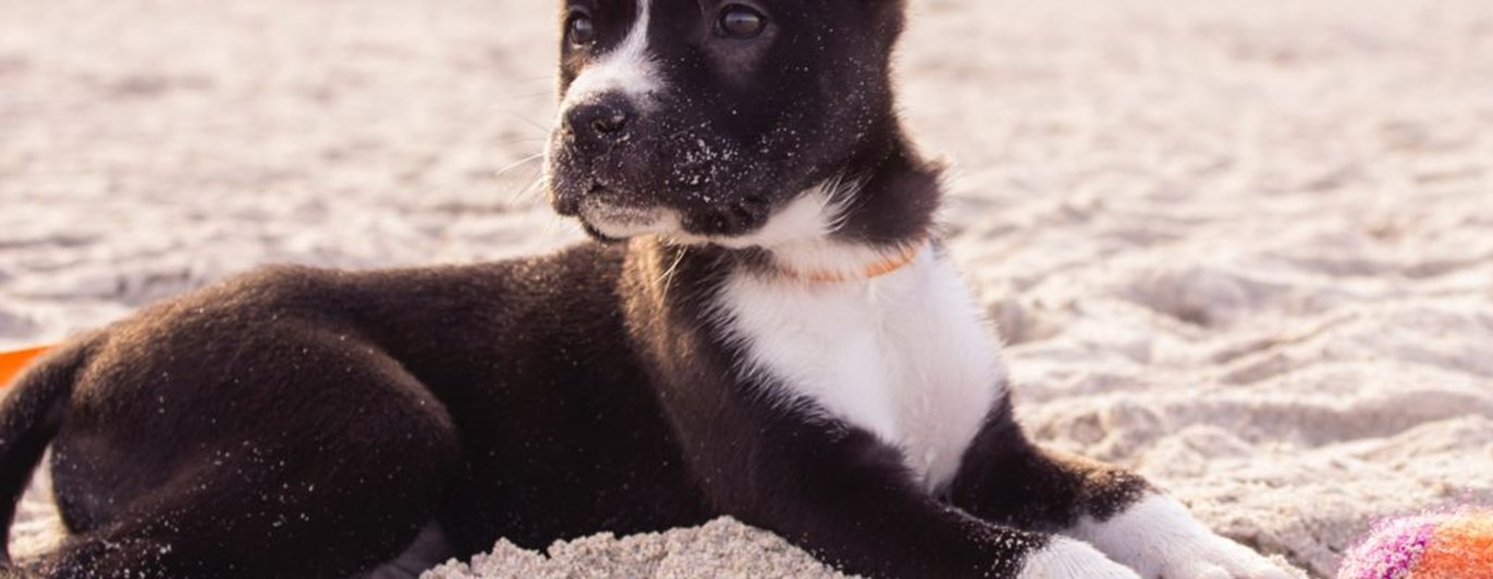 Valp av border collie-typ ligger i sand