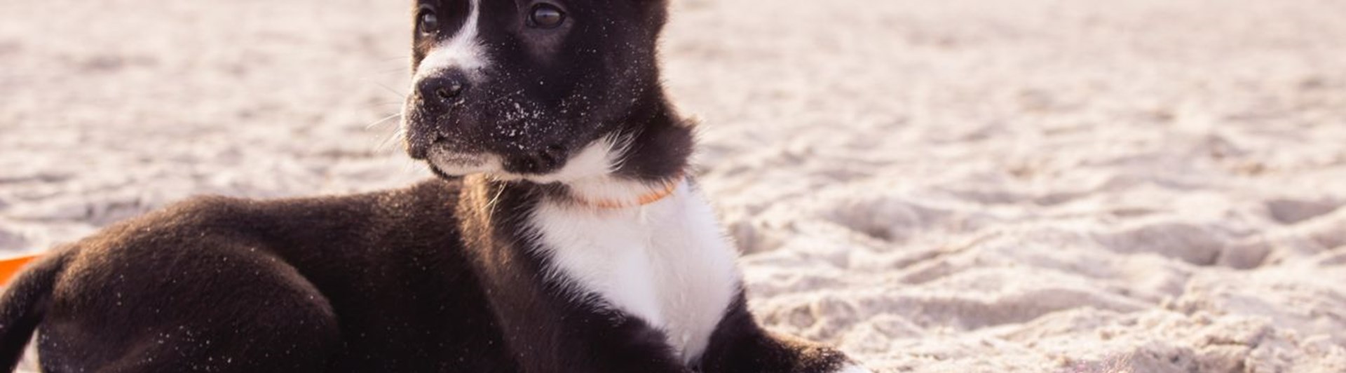 Valp av border collie-typ ligger i sand