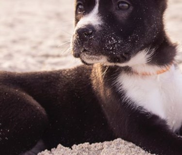 Valp av border collie-typ ligger i sand