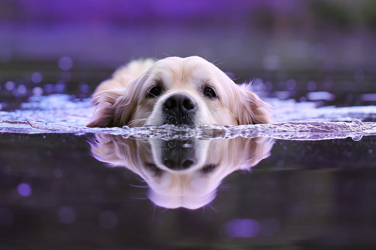 simmande retriever