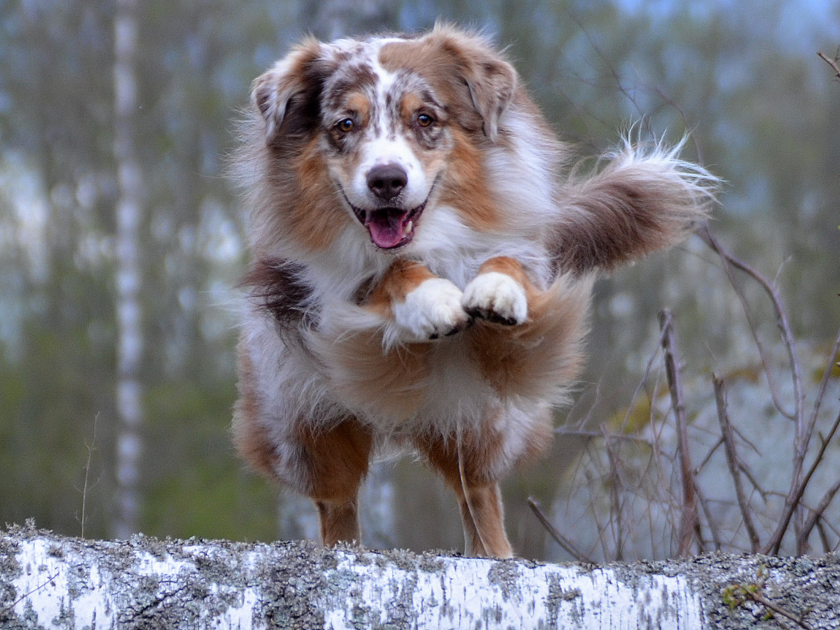 Australian Shepherd som hoppar över en trädstam i skogen