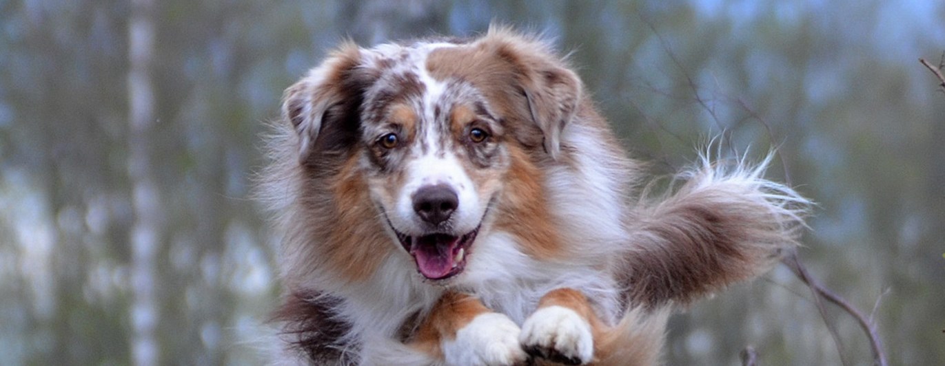 Australian Shepherd som hoppar över en trädstam i skogen
