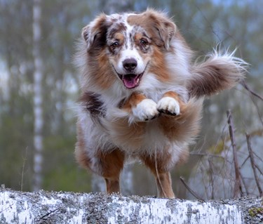 Australian Shepherd som hoppar över en trädstam i skogen