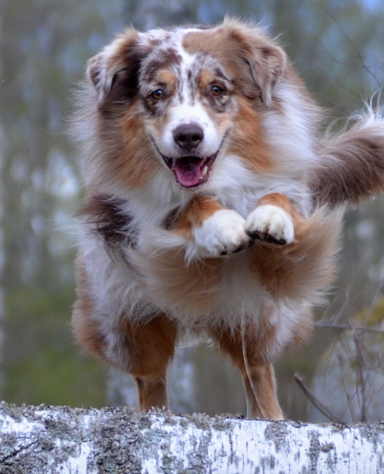Australian Shepherd som hoppar över en trädstam i skogen