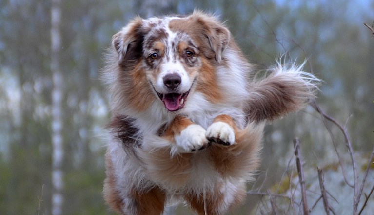Australian Shepherd som hoppar över en trädstam i skogen