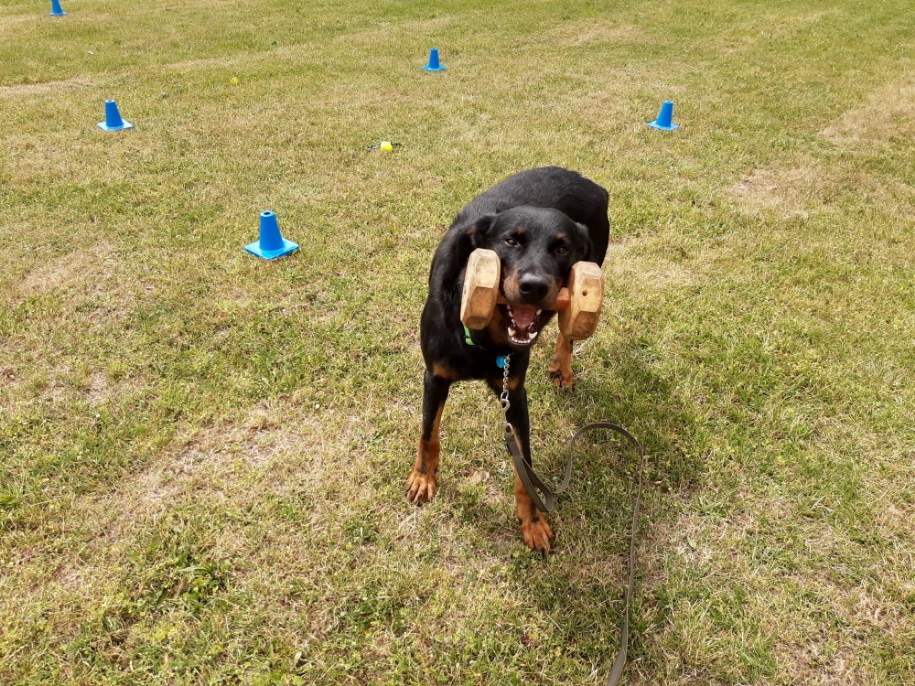Hund med apport