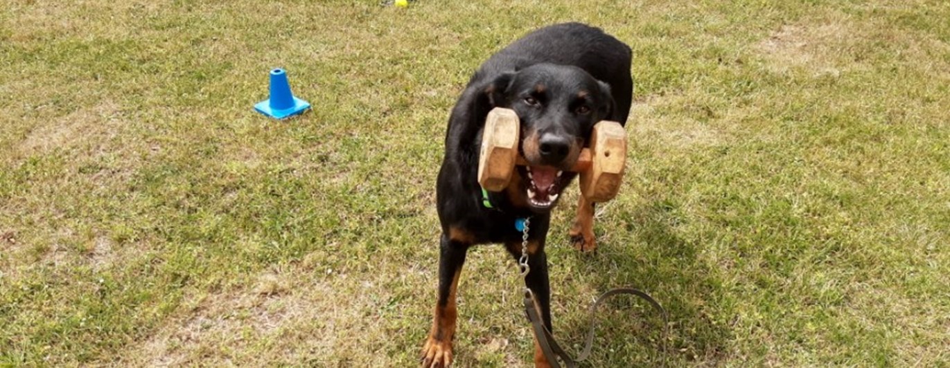 Hund med apport