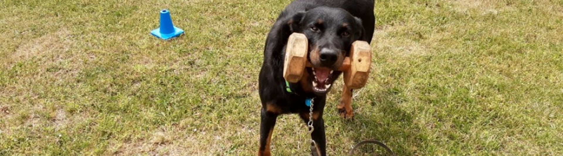 Hund med apport