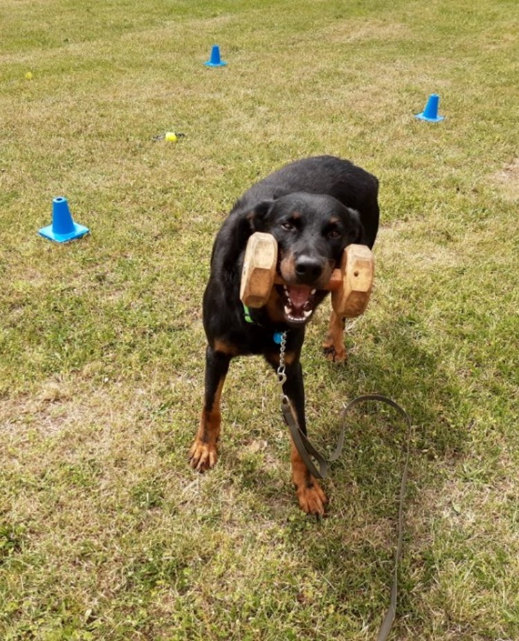 Hund med apport