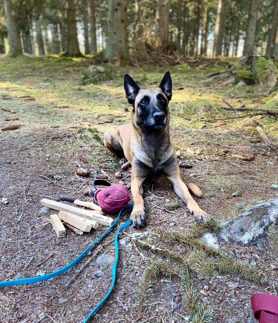 Hund som ligger i skogsglänta med träningsredskap
