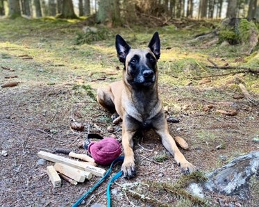 Hund som ligger i skogsglänta med träningsredskap