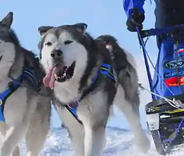 Hundar drar draghundspulka i snö