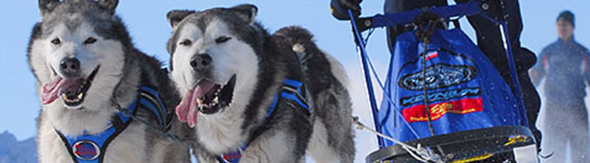 Hundar drar draghundspulka i snö