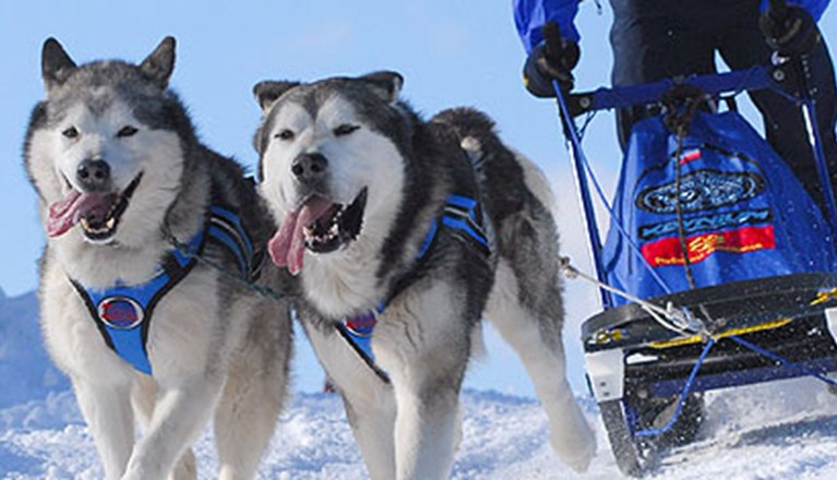 Hundar drar draghundspulka i snö